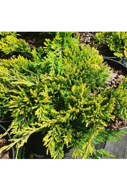 Ялівець повзучий Голден Карпет 